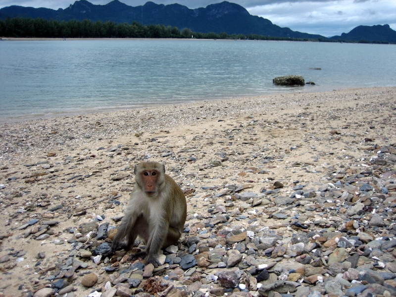 12Monkey Island - Khao Sam Roi Yok  National Park